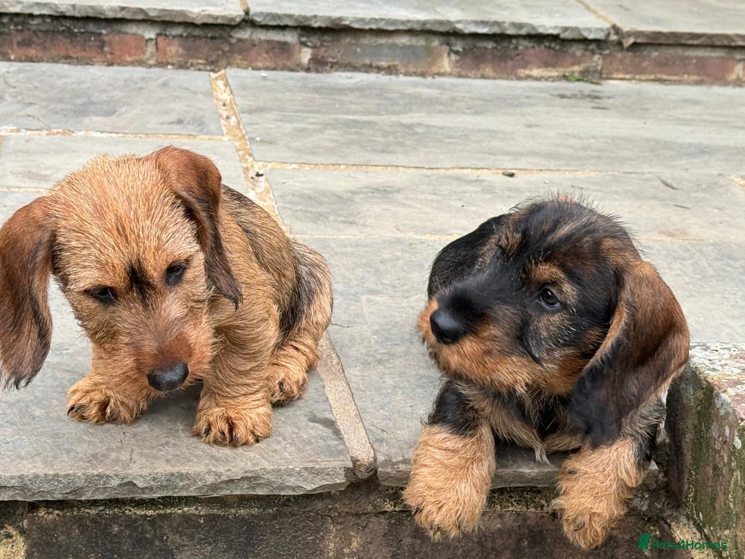 Dachshund dogs for sale: Short backed wire-haired dachshunds - Image 3
