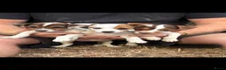 Jack Russell dogs for sale: 3 beautiful girls  in Royston - Advert 2