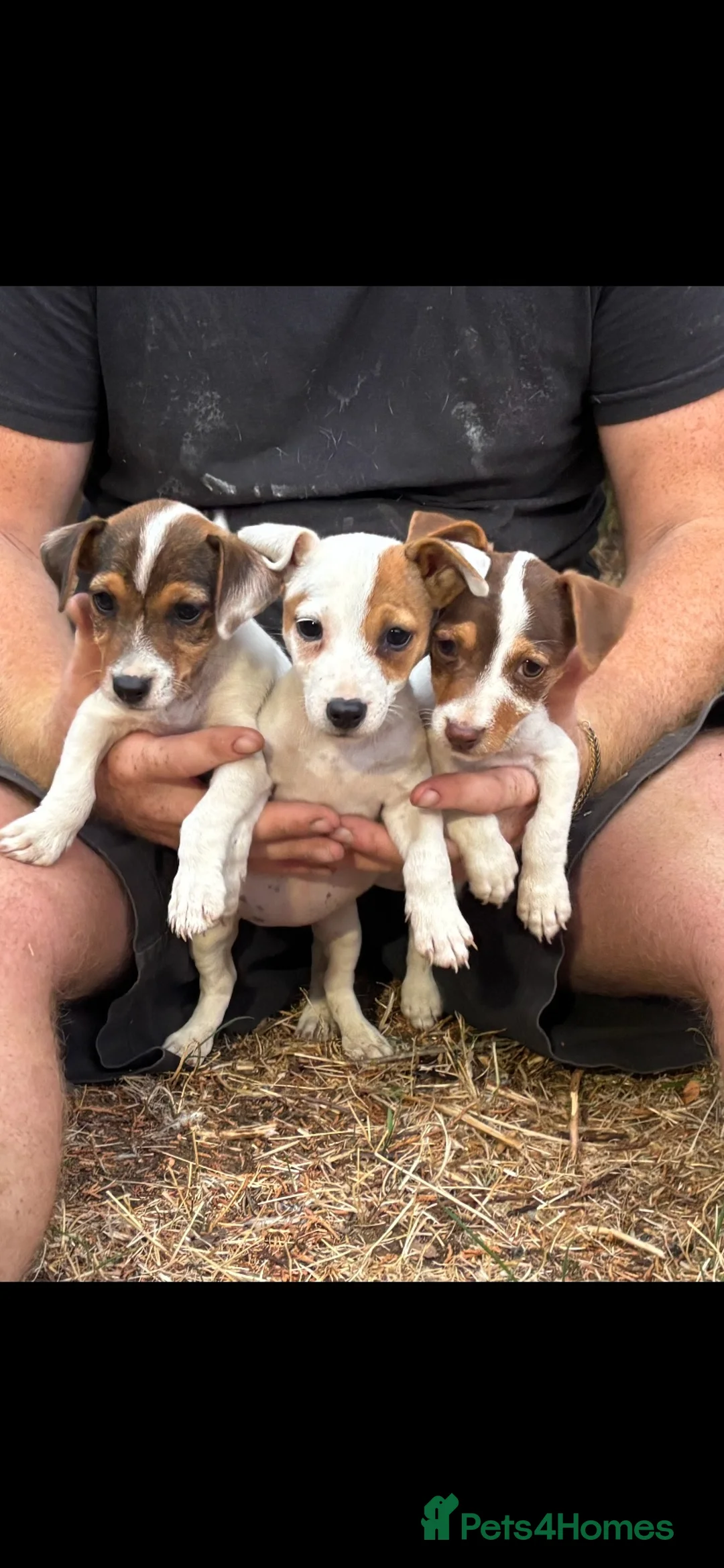 Jack Russell dogs for sale: 3 beautiful girls  in Royston - Advert 2