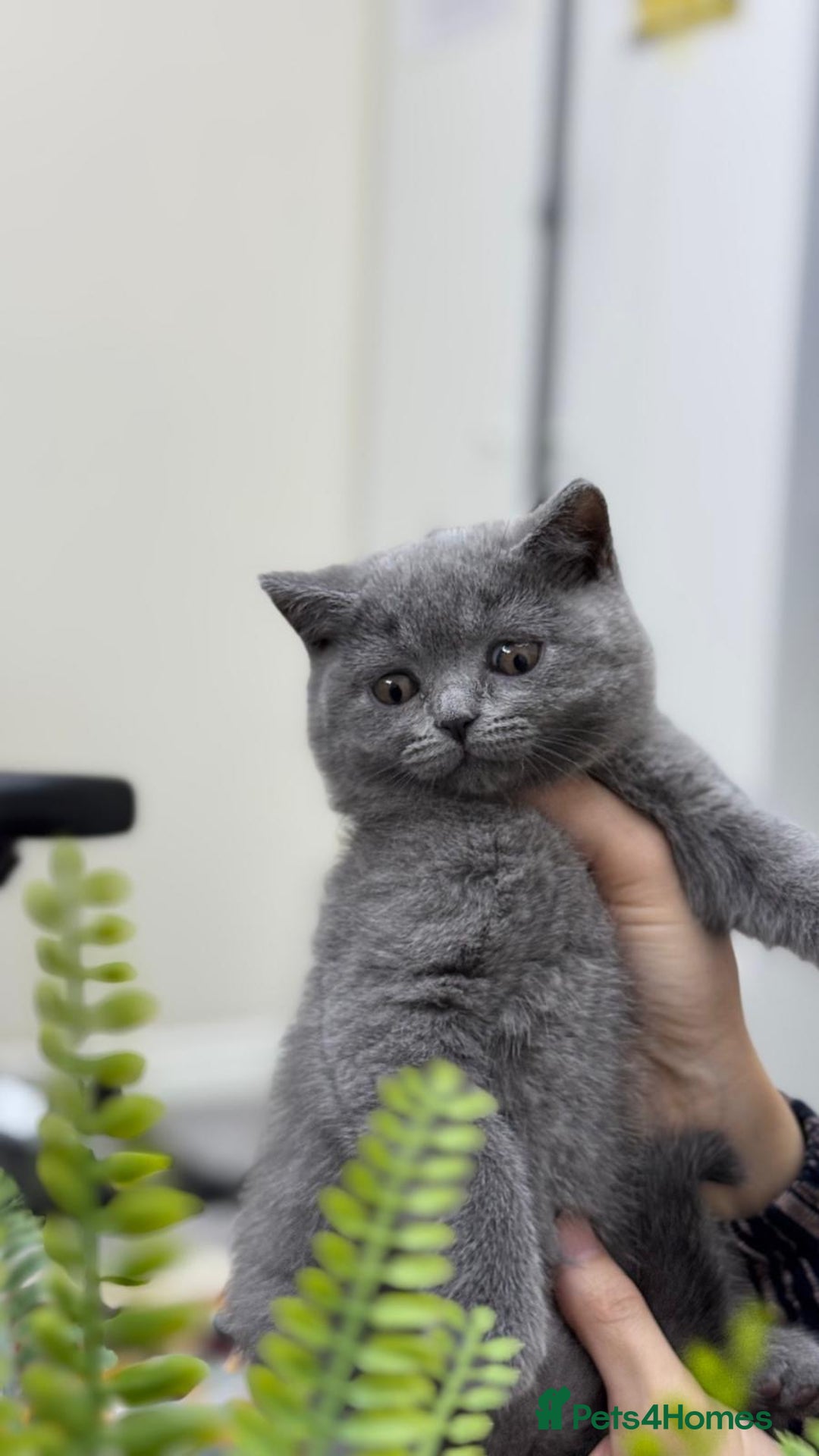 British Shorthair cats for sale: British shorthair kittens  - Image 9