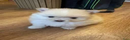 Pomeranian dogs for sale: Gorgeous fluffy Pomeranian puppies - Advert 8