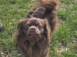 Chihuahua dogs Dog for stud - Advert 1