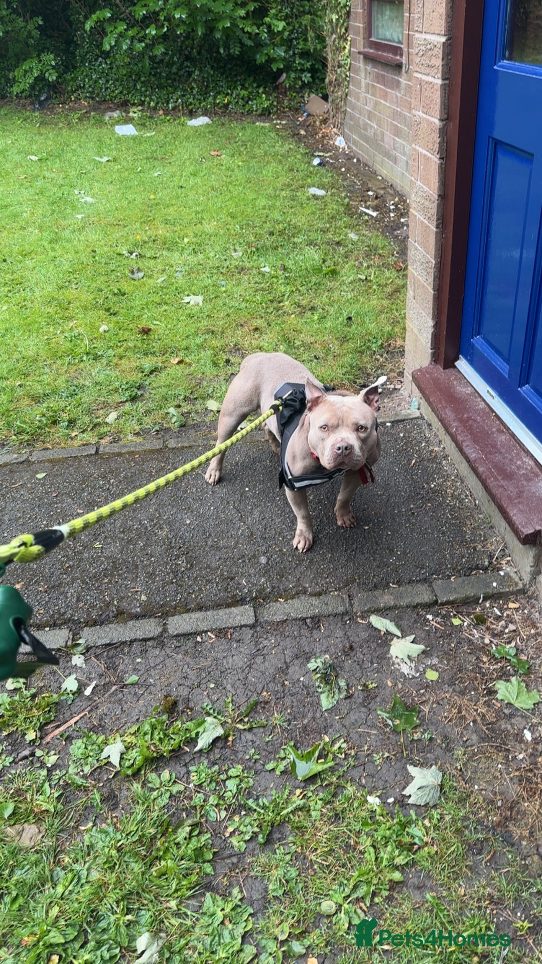 American Bull Staffy dogs for sale: Nala  - Image 2