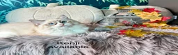 Ragdoll cats for sale: 100 % PURE RAGDOLL KITTENS FIFE REGISTRATION in West Drayton - Advert 7