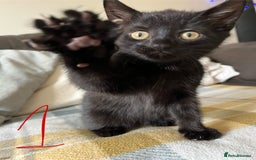 Mixed Breed cats for sale: 3 black and white kittens for sale  - Image 8