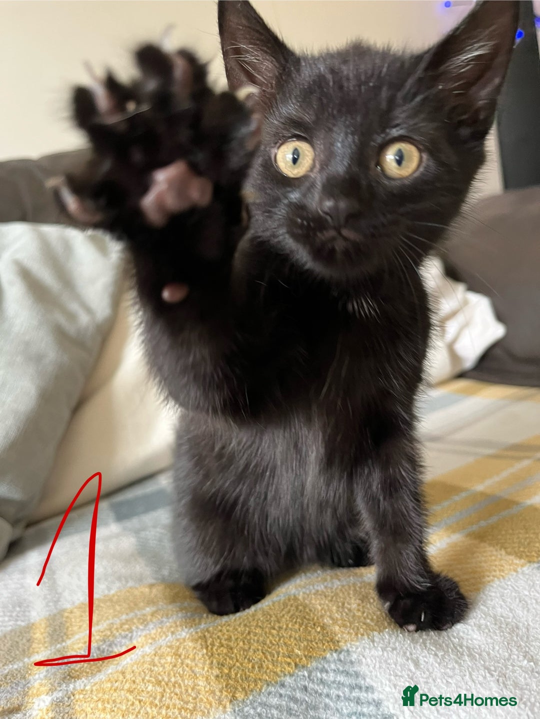 Mixed Breed cats for sale: 3 black and white kittens for sale  - Image 8