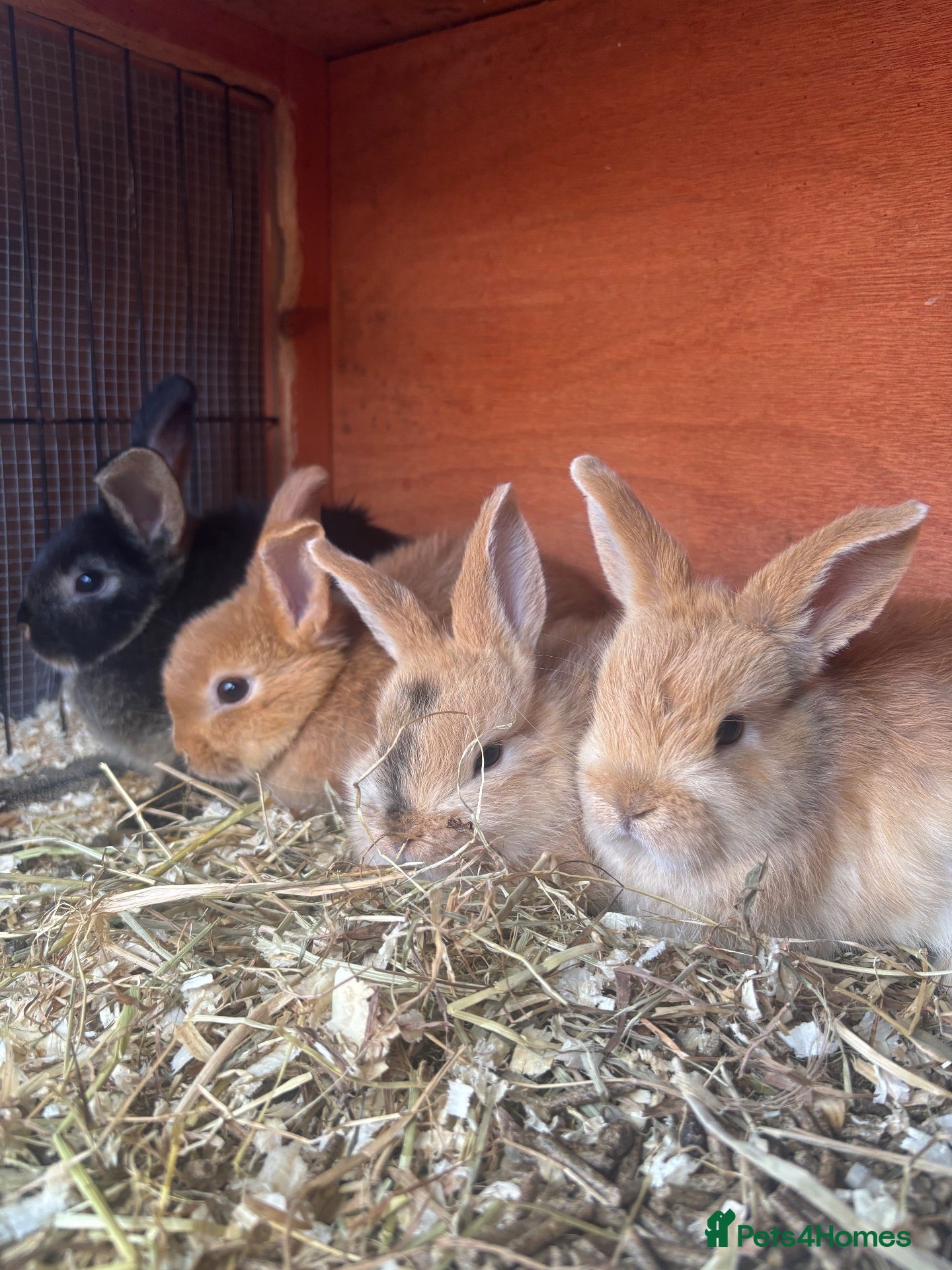 Mixed Breed rabbits 4 male netherland dwarf x mini lop bunnies - Advert 1