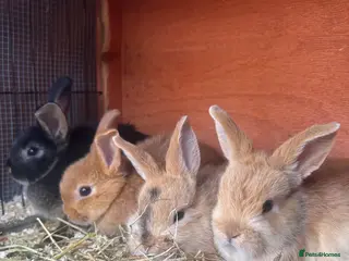 Mixed Breed rabbits 4 male netherland dwarf x mini lop bunnies - Advert 1