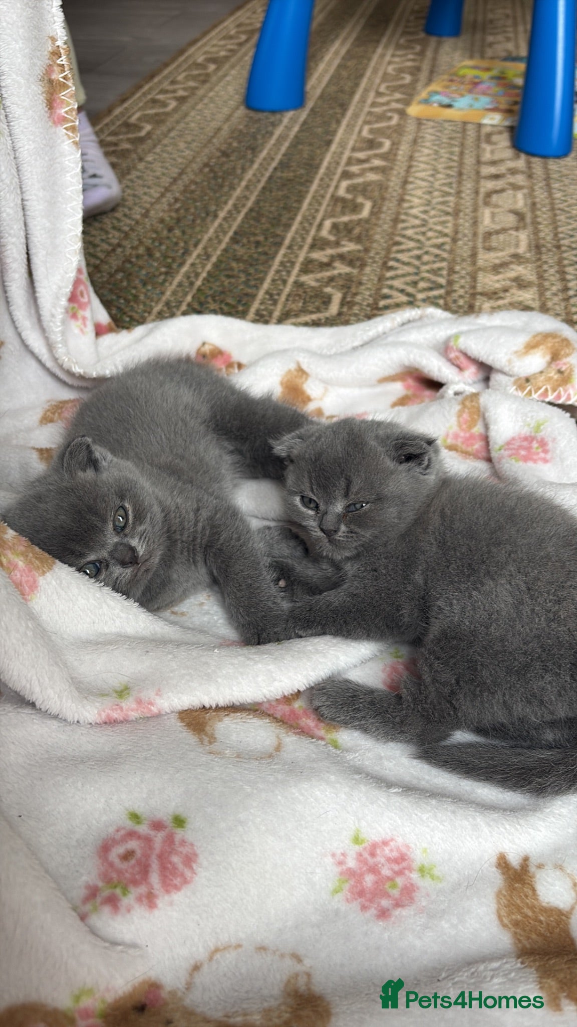 Scottish Fold cats Scottish fold for sale  - Advert 1