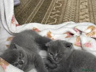 Scottish Fold cats Scottish fold for sale - Advert 9