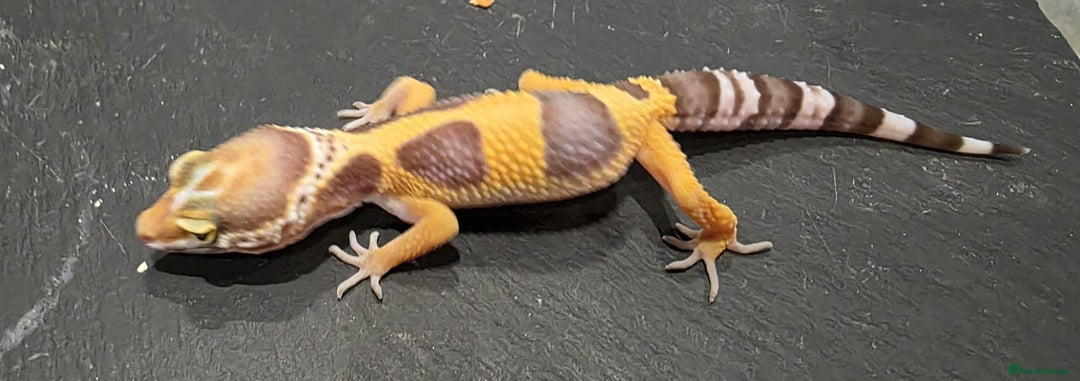 Gecko reptiles for sale: Baby leopard gecko  - Image 5