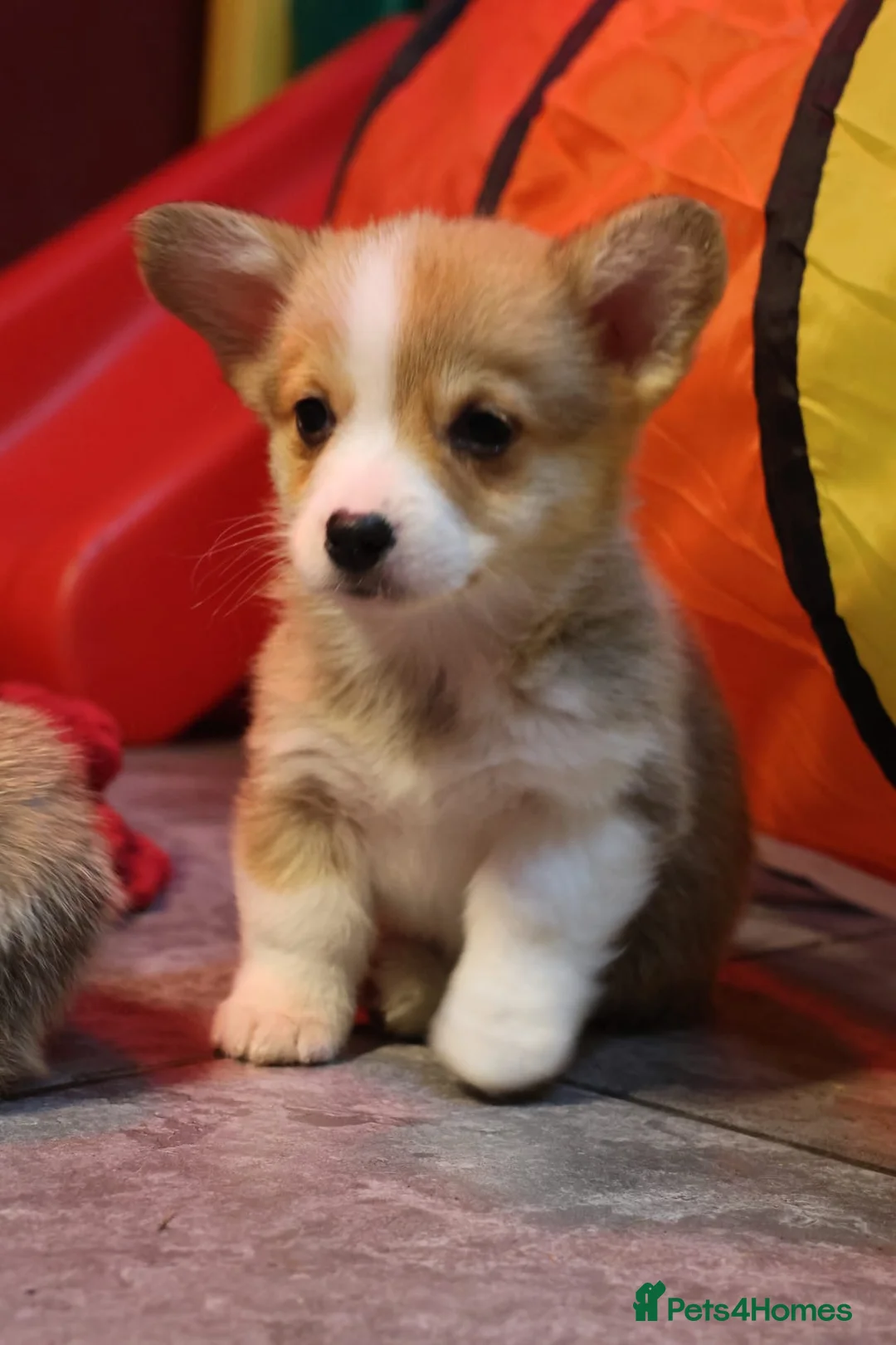 Welsh Corgi Pembroke dogs for sale: Champion bloodlines on both sides, great with kids - Advert 8