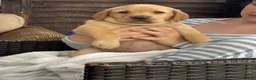 Labrador Retriever dogs for sale: Labrador puppies for sale - Advert 5