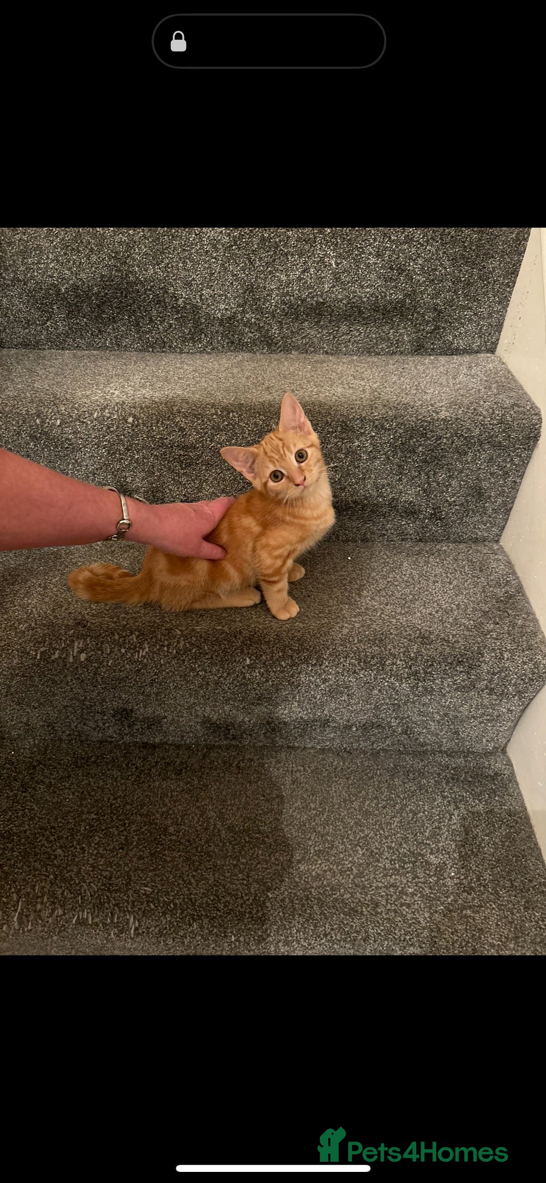 Mixed Breed cats for sale: 4 Adorable, playful Kittens - Image 2