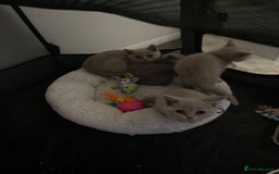 British Shorthair cats for sale: British shorthair kittens  - Image 10