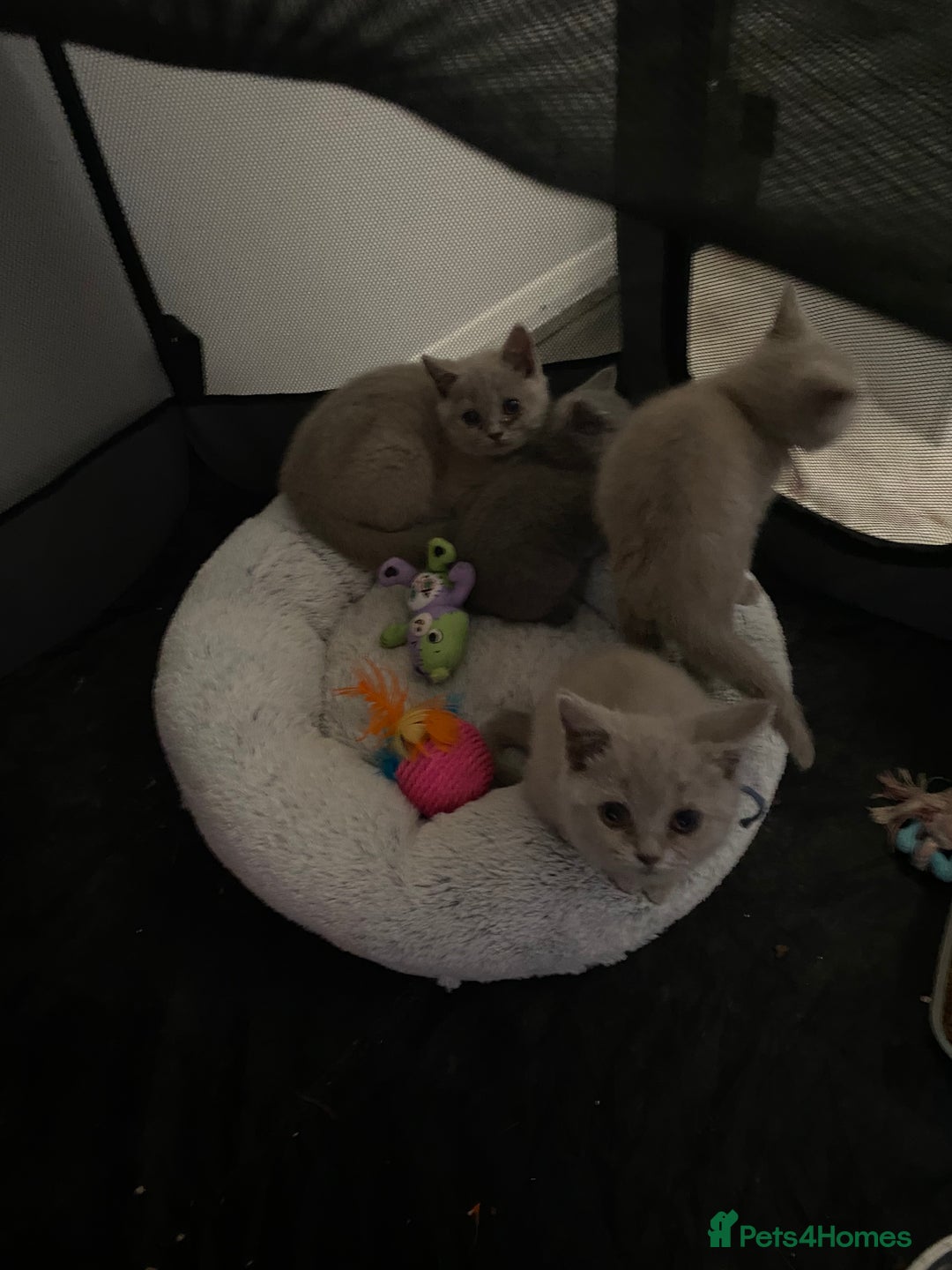 British Shorthair cats for sale: British shorthair kittens  - Image 10
