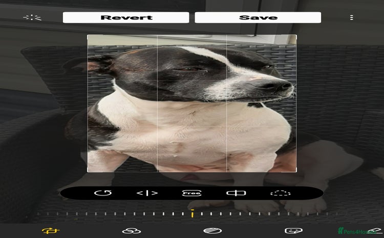 Staffordshire Bull Terrier dogs - Advert 17