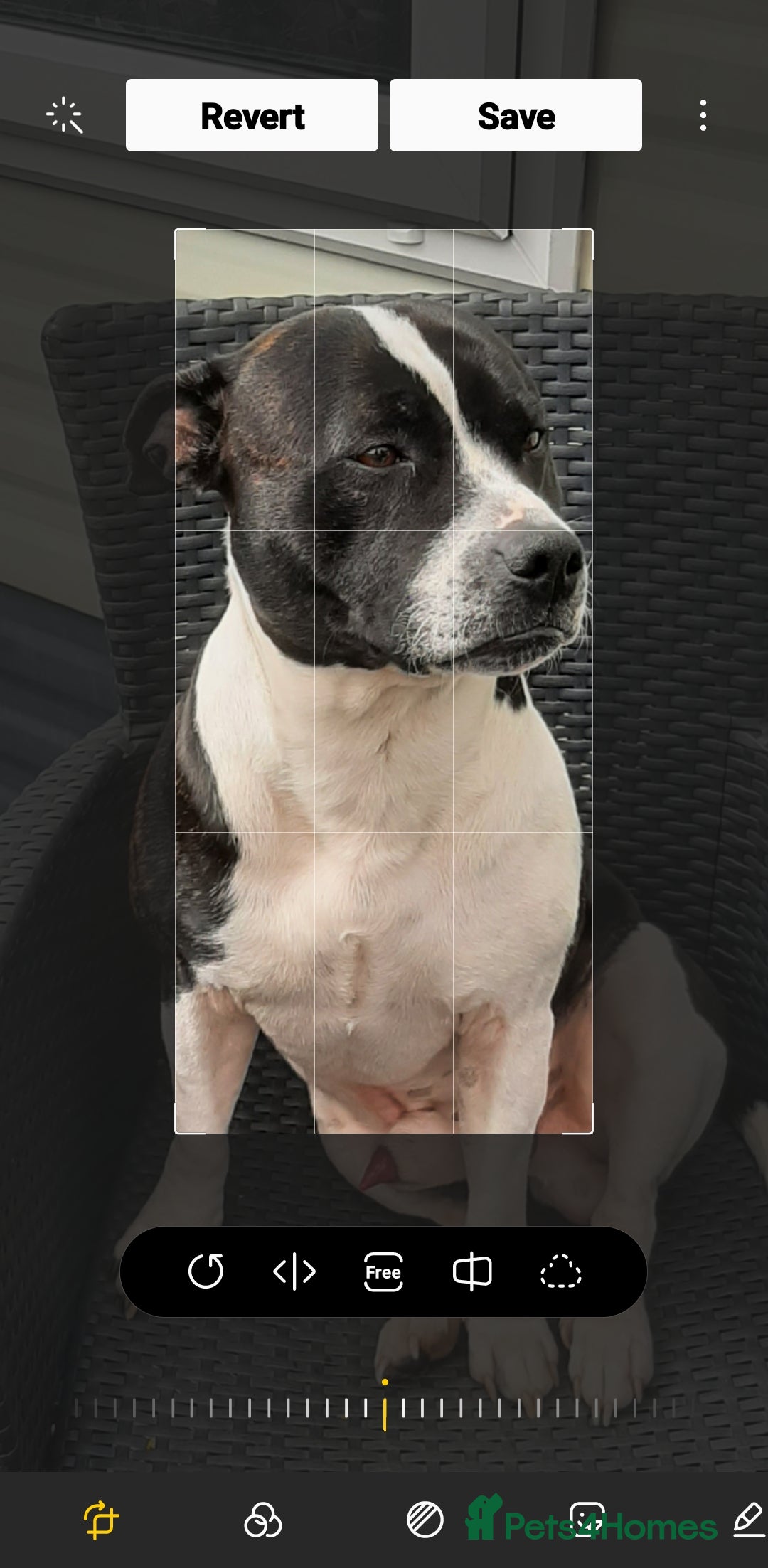 Staffordshire Bull Terrier dogs for stud: Buster ready for lady - Image 1