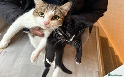 Mixed Breed cats for sale: Black and White Queen  - Image 4