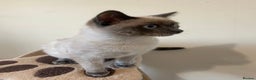 Siamese cats for sale: Beautiful Male Siamese-Mix Kitten/ 7 months/Dundee - Advert 5