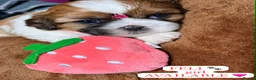 Shih Tzu dogs for sale: Beautiful Shih Tzu Puppies – Boys & Girls - Advert 23