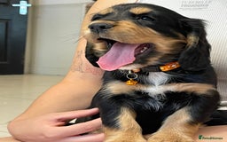 Sprocker dogs for sale: Beautiful Sprocker puppies HEALTH TESTED PARENTS - Image 16
