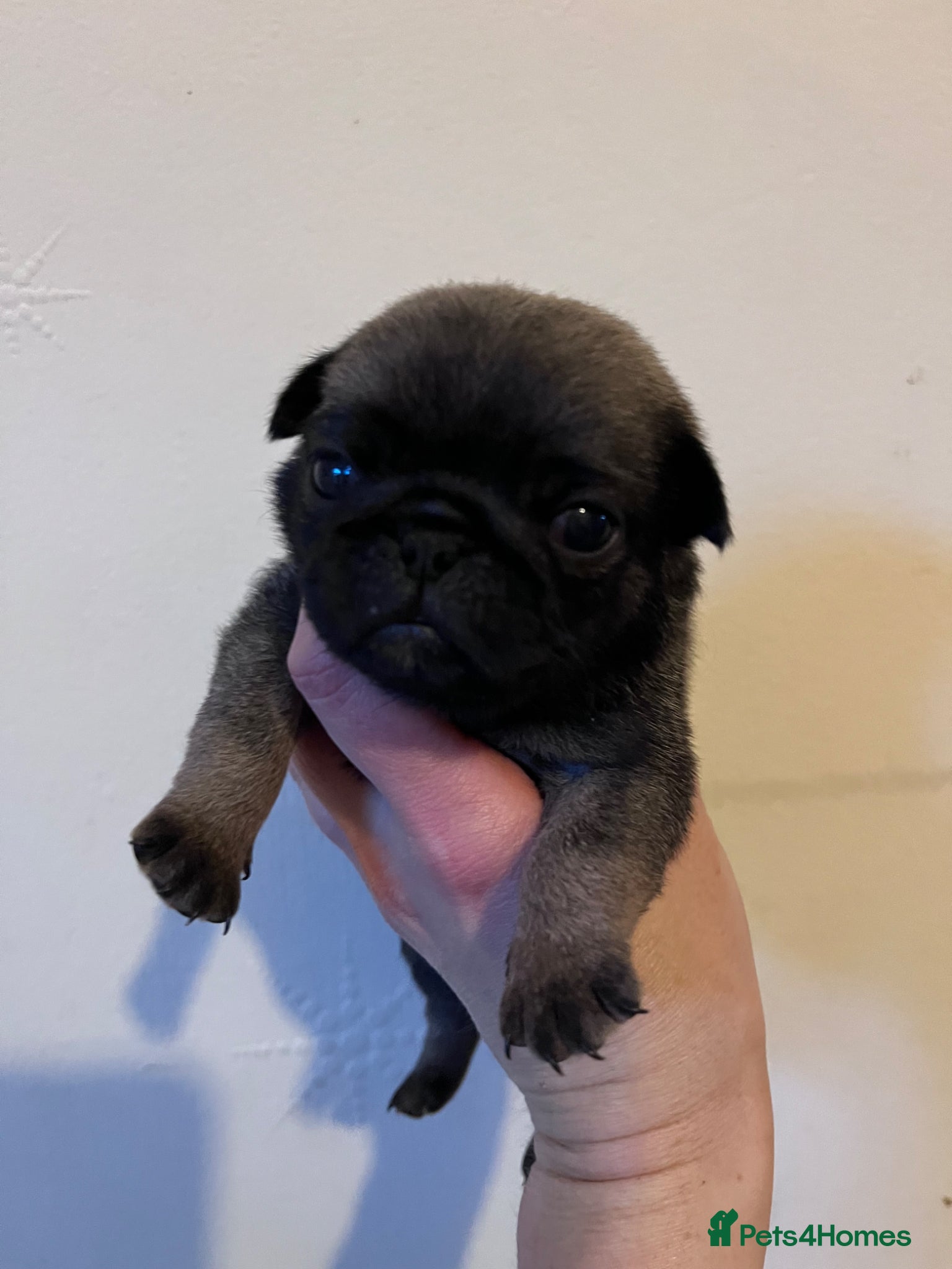 Pug dogs KC registered Pug Puppies - Advert 1
