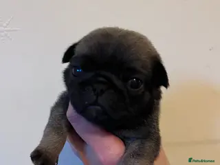 Pug dogs KC registered Pug Puppies - Advert 6