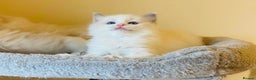 Ragdoll cats for sale: Pure Stunning Ragdoll Kittens - Advert 8