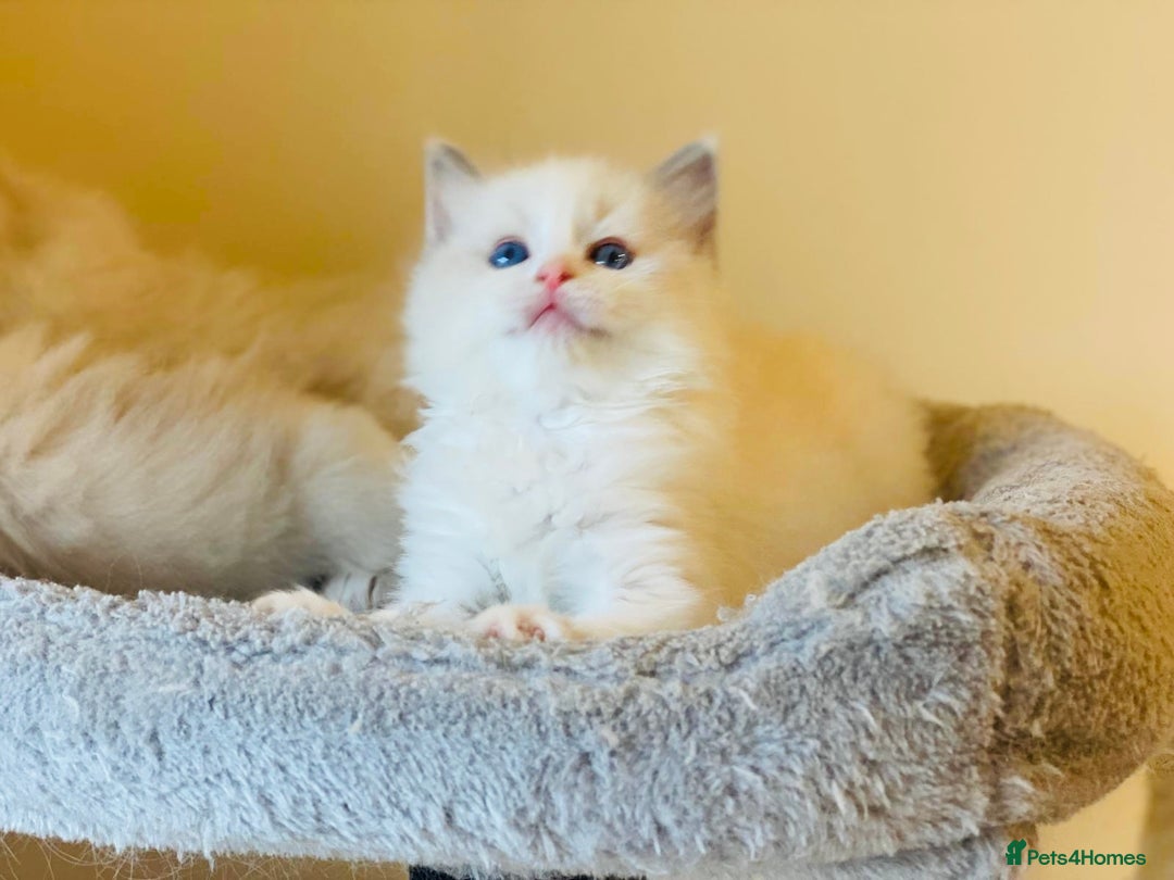 Ragdoll cats for sale: Pure Stunning Ragdoll Kittens - Advert 8