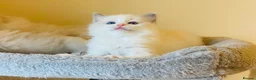 Ragdoll cats for sale: Pure Stunning Ragdoll Kittens - Advert 8