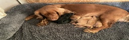 Cocker Spaniel dogs for sale: Working cocker spaniel pups - Advert 7