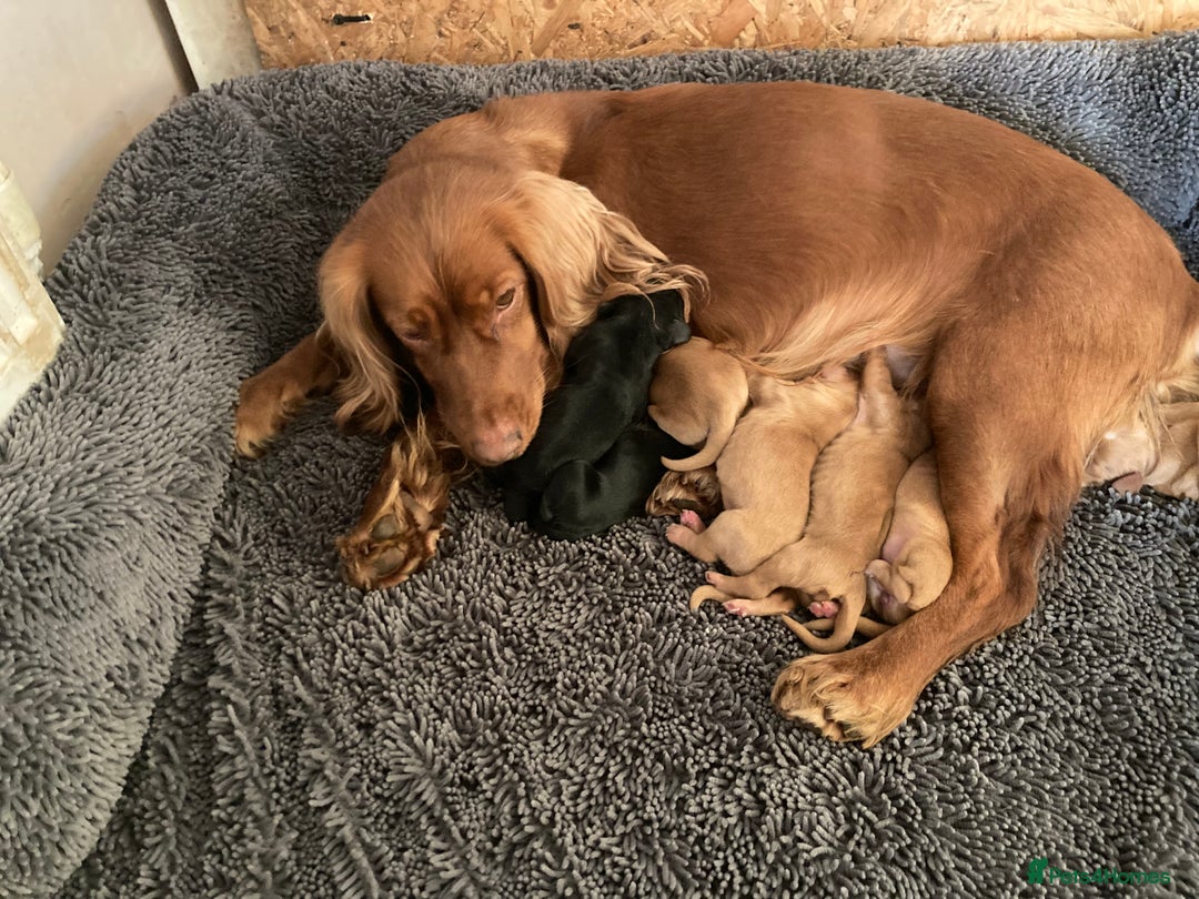 Cocker Spaniel dogs for sale: Working cocker spaniel pups - Advert 7