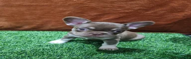 Coco