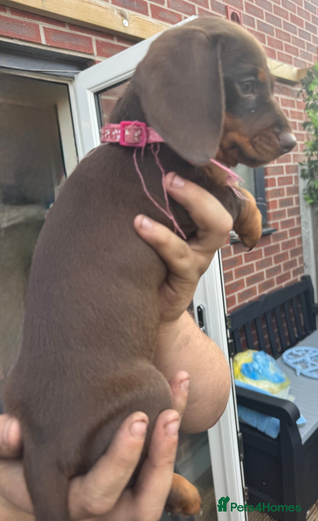 Miniature Dachshund dogs for sale: stunning KC miniature dachshunds  - Image 7
