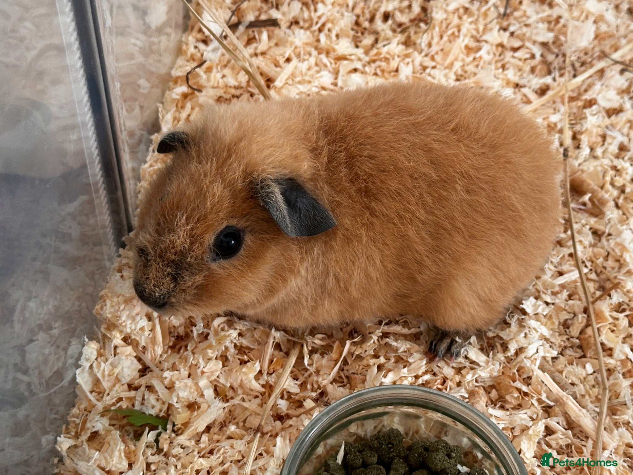 Guinea Pig rodents Boy guinea pig with cage - Advert 10