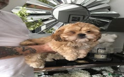 Shih Tzu dogs for sale: Tiny Imperial Shihtzu  Puppies  - Image 1