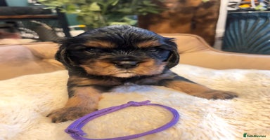 Cavalier King Charles Spaniel dogs - Advert 10