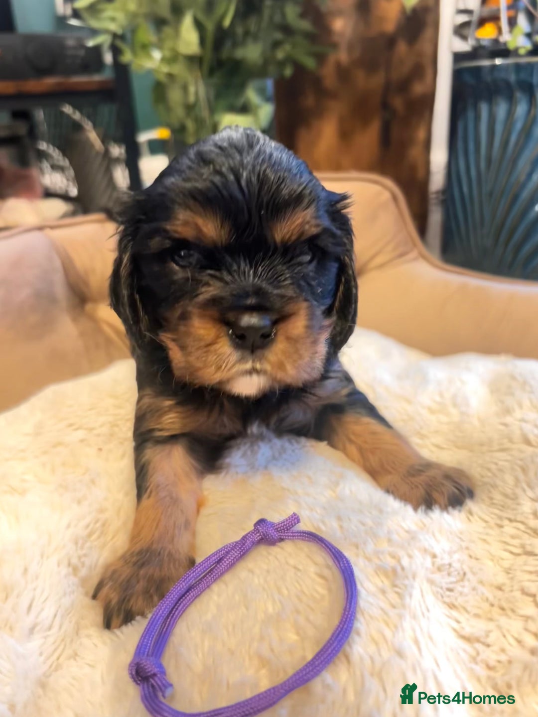 Cavalier King Charles Spaniel dogs for sale: 🫶🏻 Cavalier King Charles 🐶 - Image 3