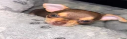 Chihuahua dogs for sale: Mrs McNally  - Advert 9