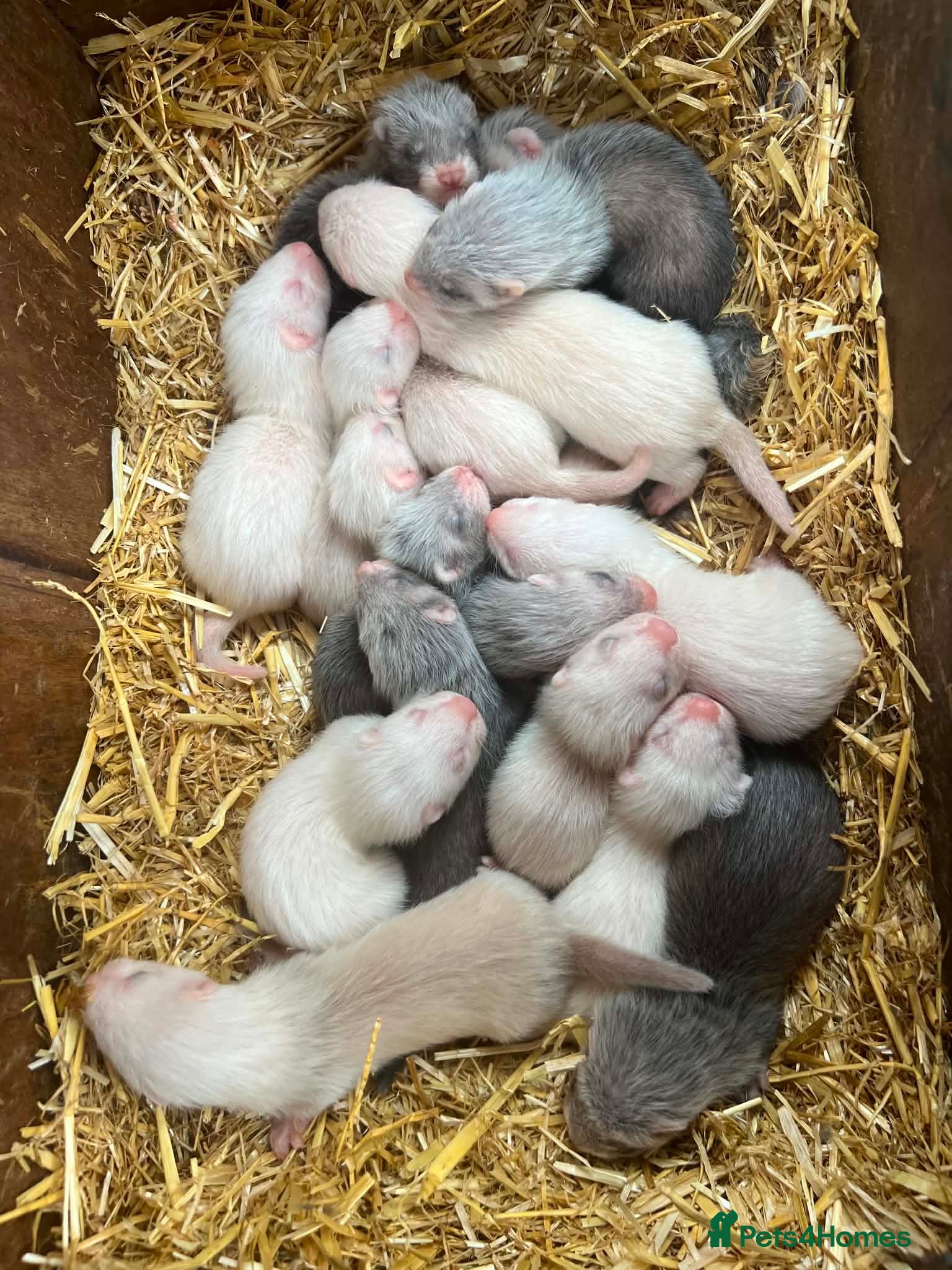 Ferret rodents Young ferrets and polecats ready now - Advert 2
