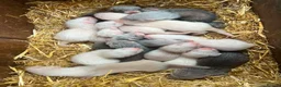 Ferret rodents for sale: Young ferrets and polecats ready now - Advert 2