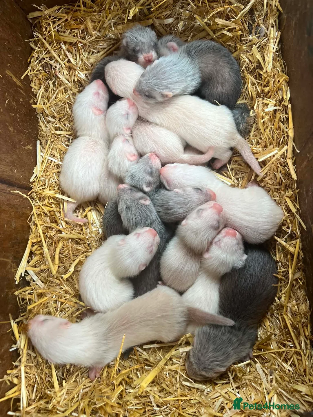 Ferret rodents for sale: Young ferrets and polecats ready now - Advert 2