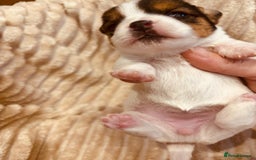 Jack Russell dogs for sale: 5 old-fashioned, rough head Jack Russell Puppies - Image 7