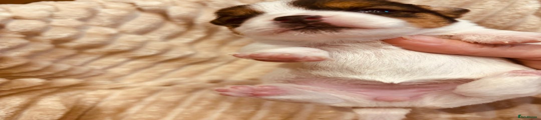 Jack Russell Puppy 4
