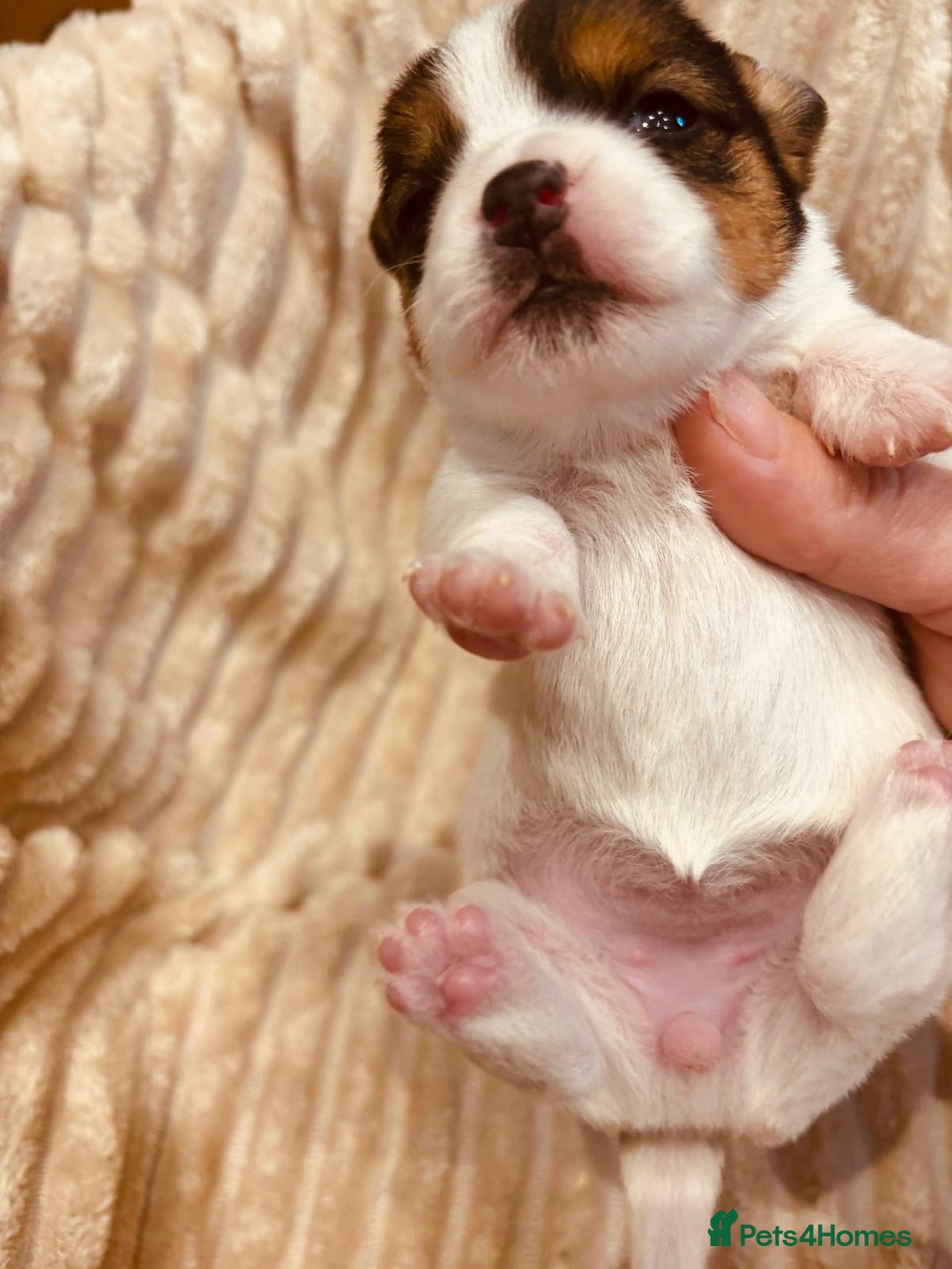 Jack Russell dogs for sale: 5 old-fashioned, rough head Jack Russell Puppies - Image 7