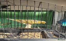 Canaries birds for sale: Irish fancy canary  - Image 5