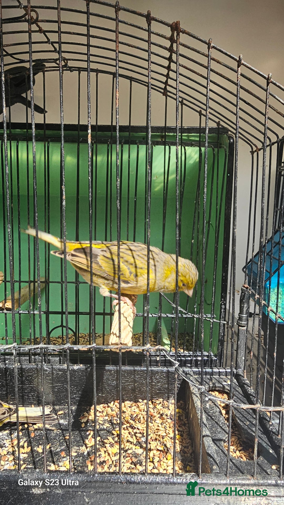 Canaries birds for sale: Irish fancy canary  - Image 5