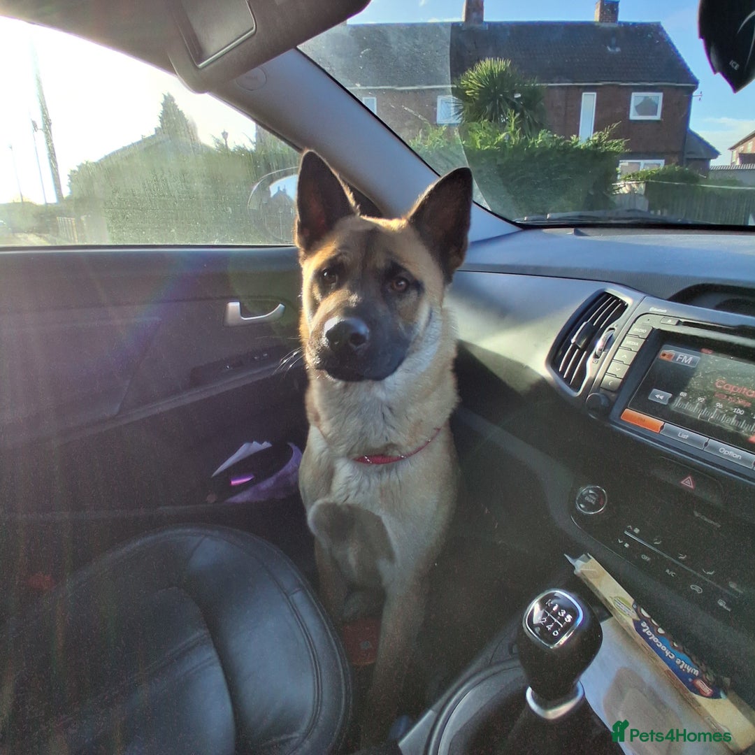 Mixed Breed dogs for sale: Mother akita x chow father beligum malamute  - Advert 1