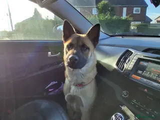 Mixed Breed dogs Mother akita x chow father beligum malamute - Advert 19